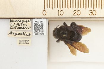 Media type: image;   Entomology 810676 Aspect: labels